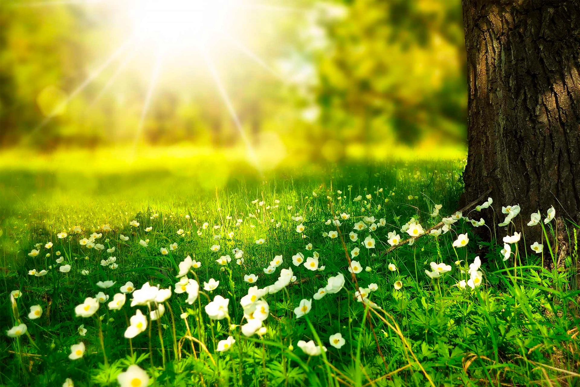 best time to visit india