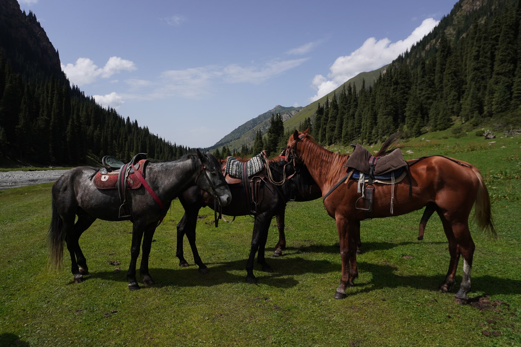سفری به قلب طبیعت وحشی قرقیزستان با سانا؛ درهها، اسبها و آسمان پرستاره 4 travelogue kyrgyzstan 03