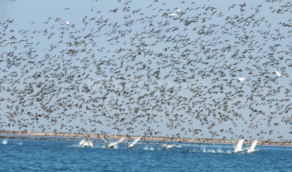 تور ویژه پرنده نگری در آشوراده تنها جزیره خزر