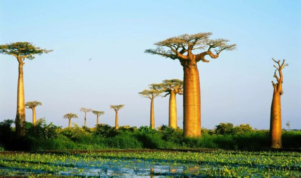 تور ویژه ماداگاسکار