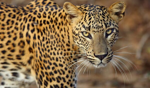 تور ویژه سریلانکا حیات وحش