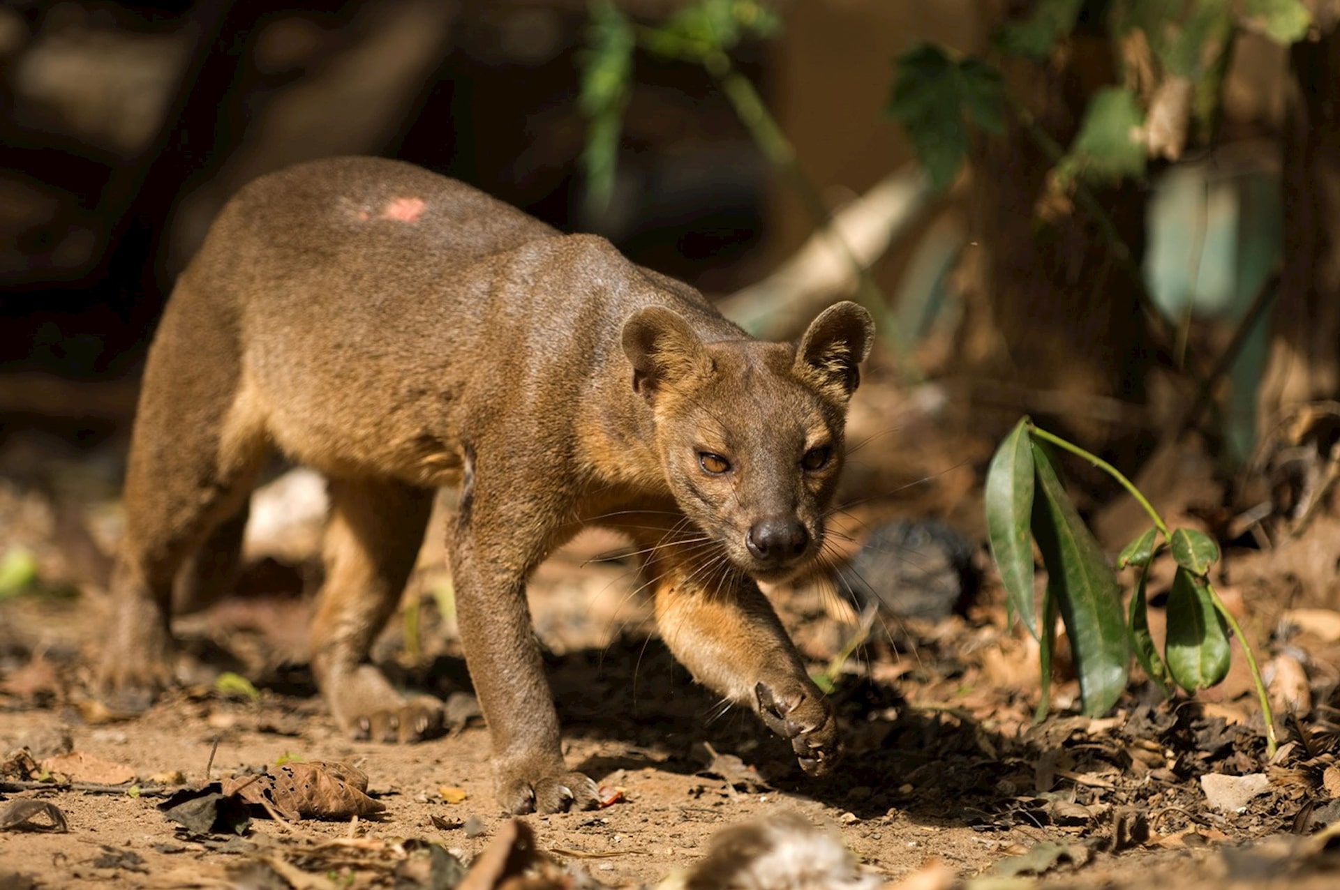 تور ماداگاسکار 38 attractions-madagascar-05