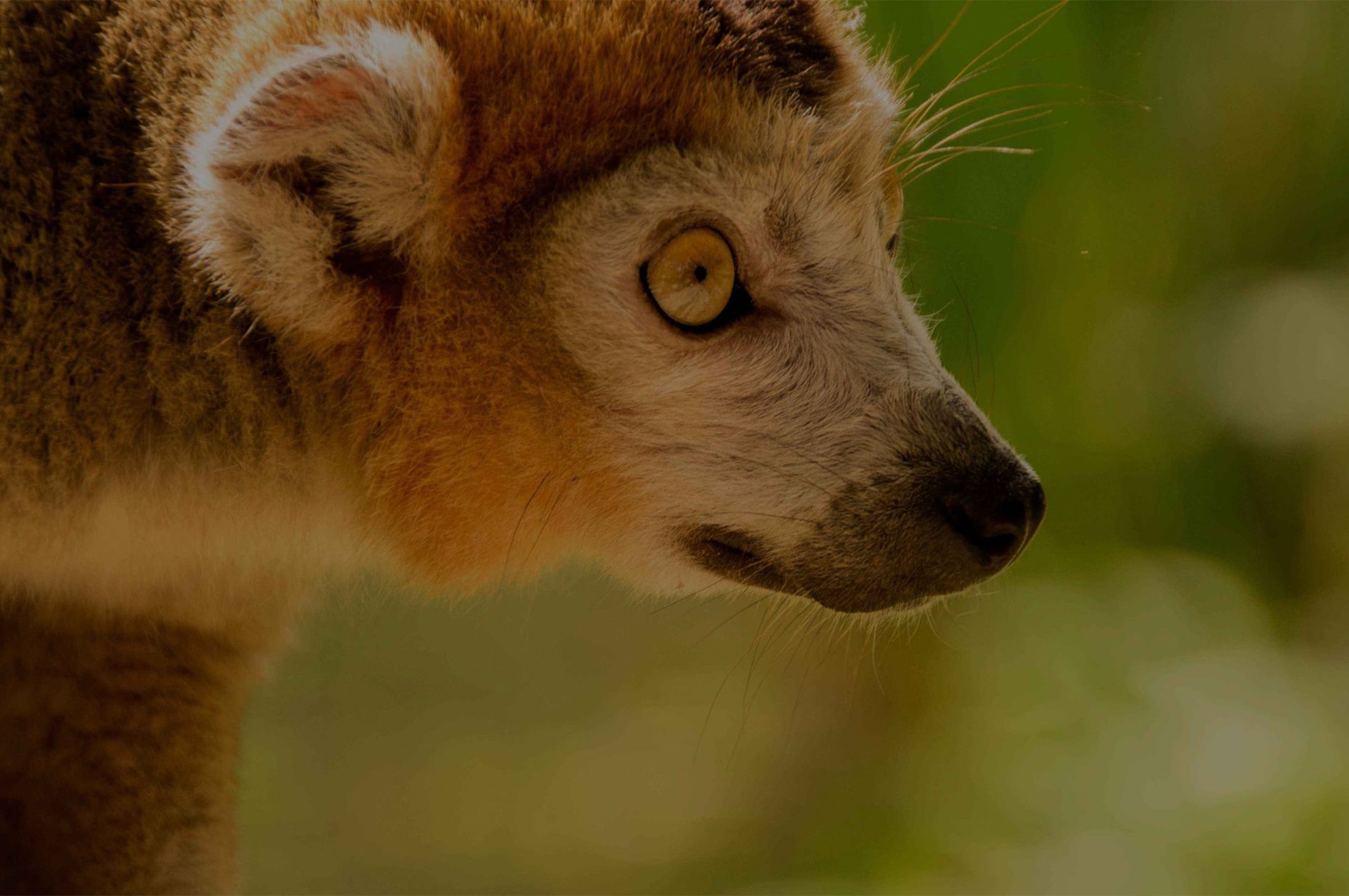تور ماداگاسکار 42 attractions-madagascar-09