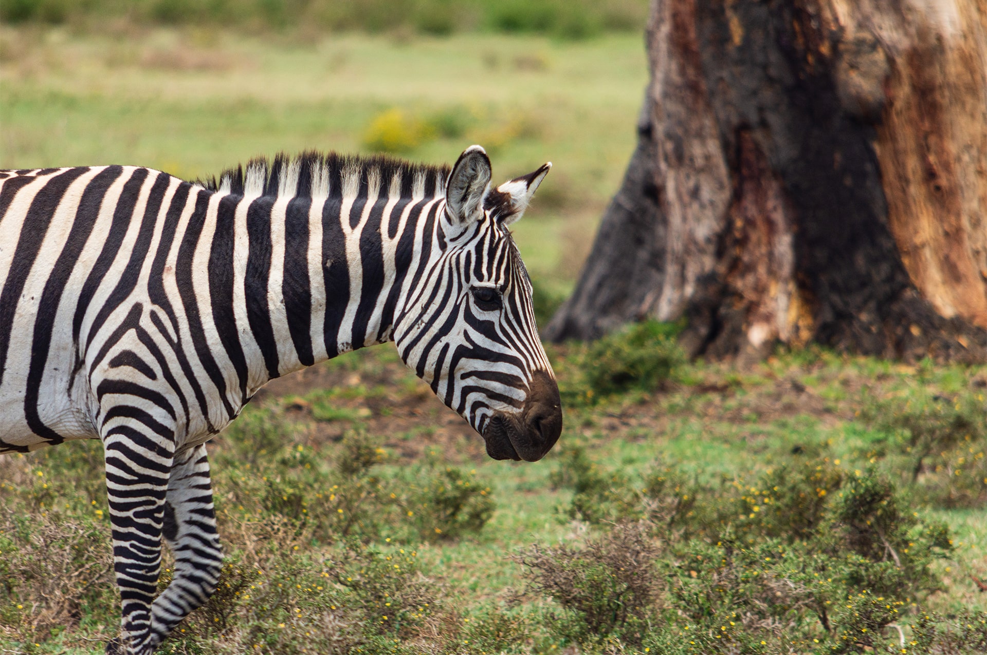 best-time-kenya-01