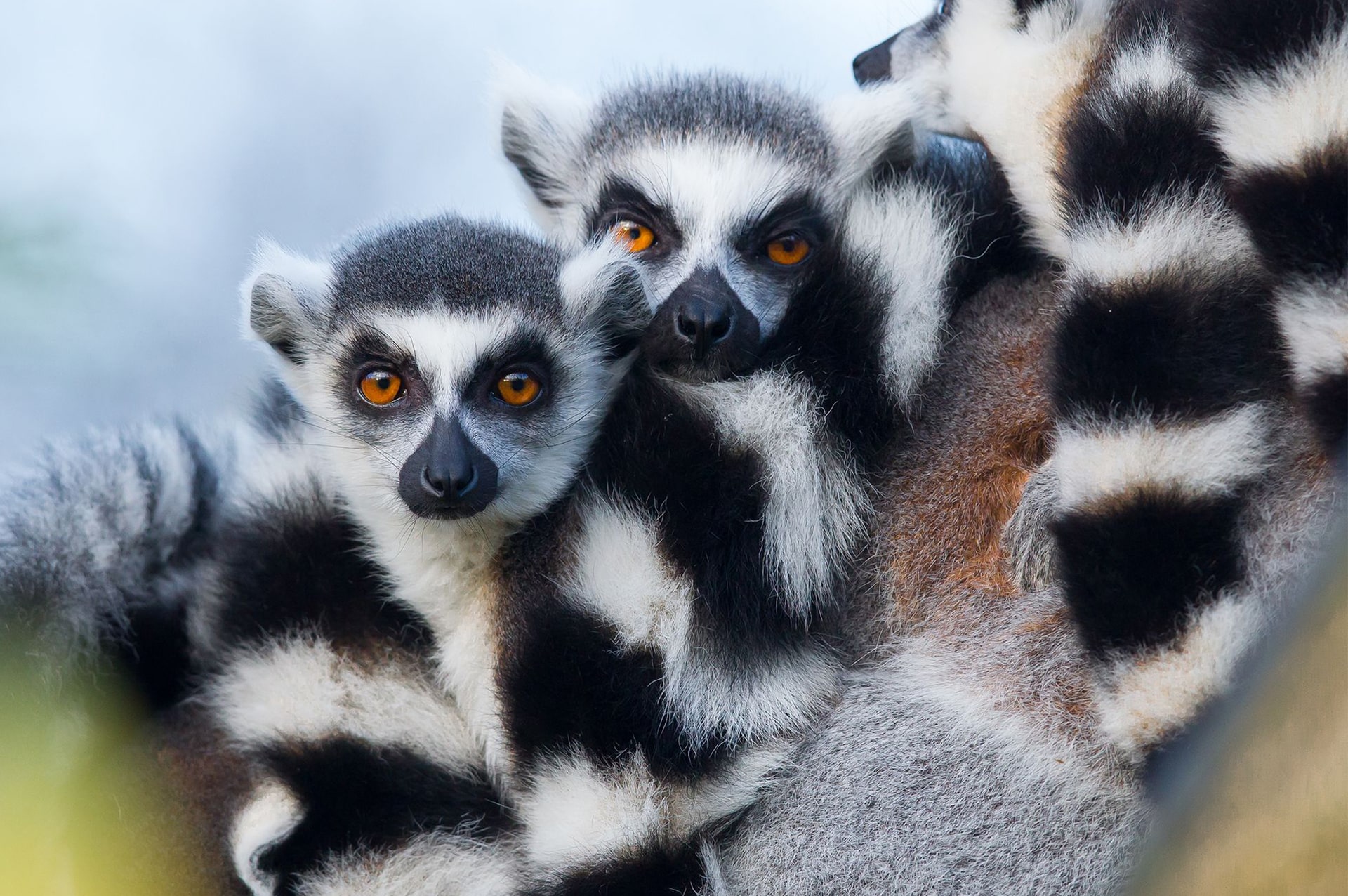 تور ماداگاسکار 27 best-time-madagascar-03