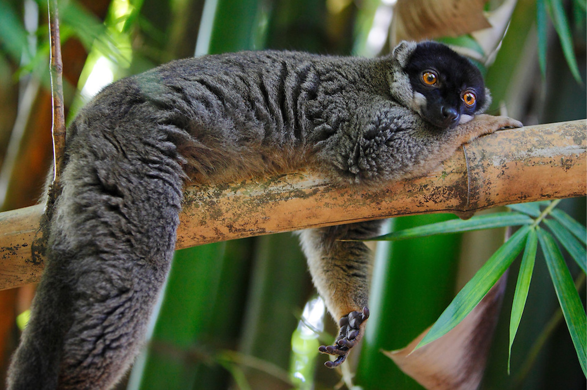 تور ماداگاسکار 20 how-to-go-madagascar-04