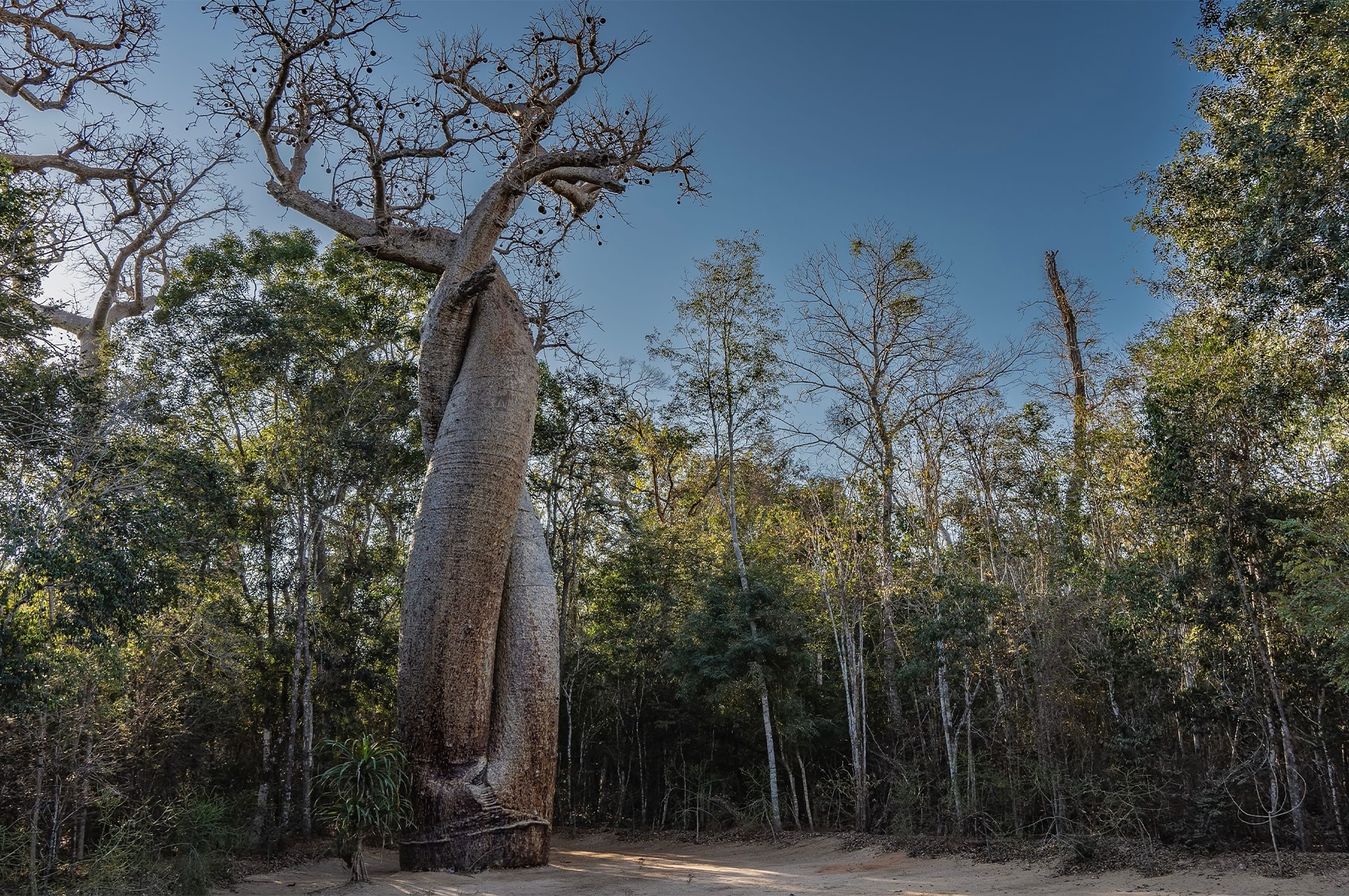 تور ماداگاسکار 22 how-to-go-madagascar-06