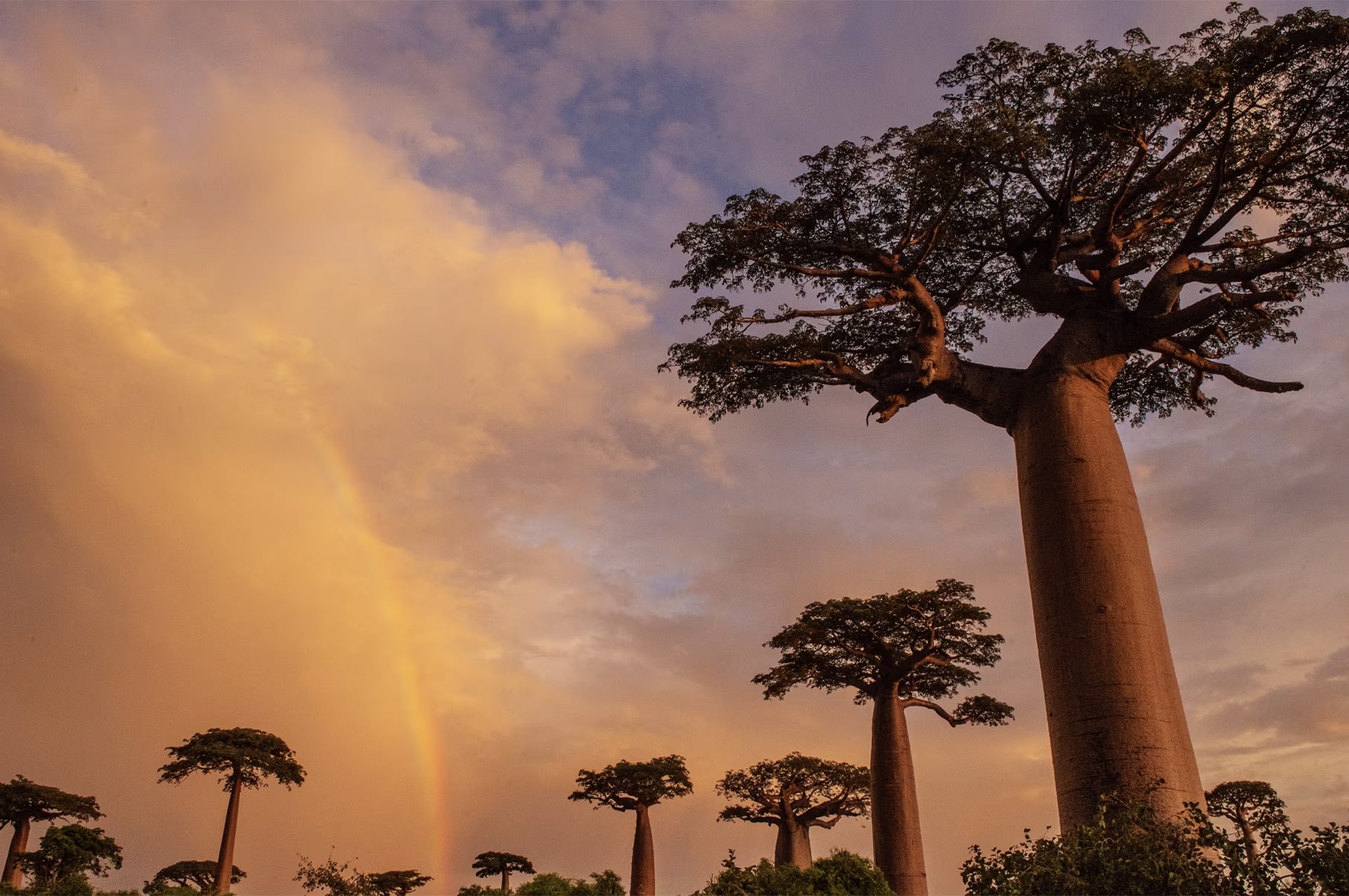 تور ماداگاسکار 9 where-madagascar-01