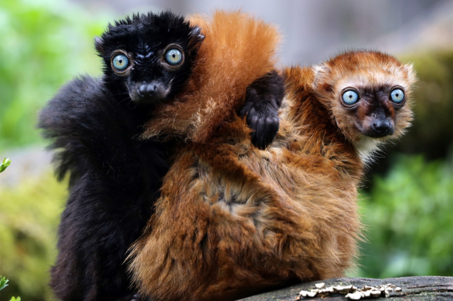 تور ماداگاسکار 15 where-madagascar-07