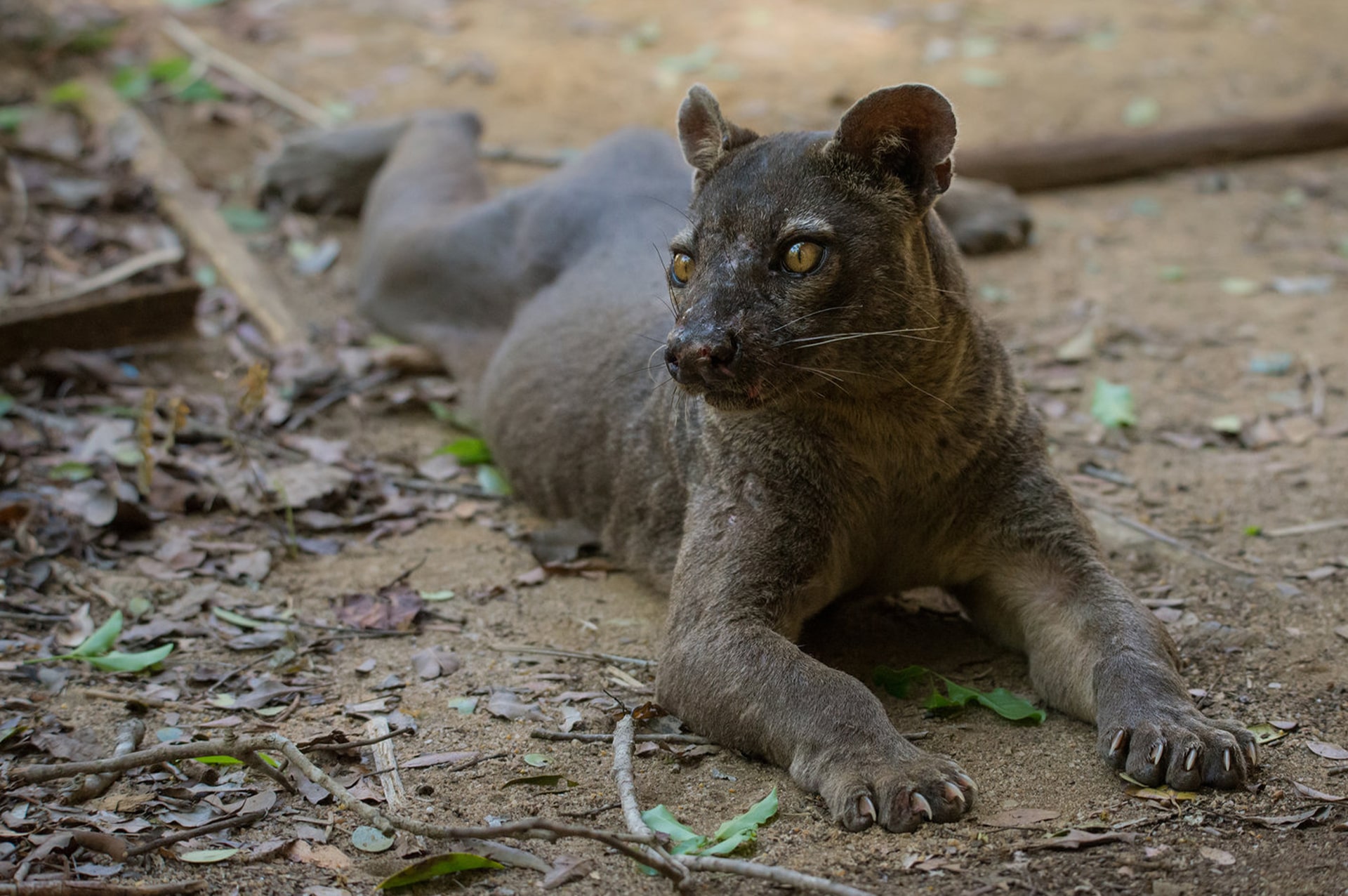 تور ماداگاسکار 3 why-go-madagascar-02